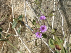 Commicarpus grandiflorus