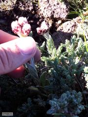 Helichrysum milfordiae
