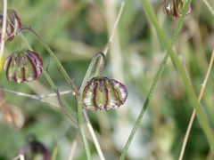 Osteospermum vaillantii