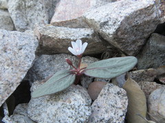 Claytonia peirsonii peirsonii