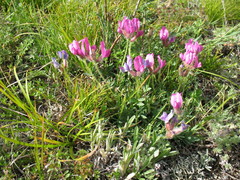 Oxytropis setosa