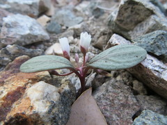 Claytonia peirsonii peirsonii