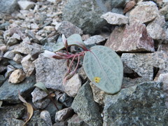 Claytonia peirsonii peirsonii
