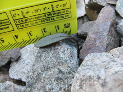 Claytonia peirsonii peirsonii