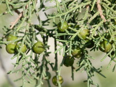 Juniperus procera