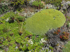 Bolax gummifera