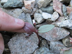 Claytonia peirsonii peirsonii