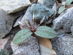 Claytonia peirsonii peirsonii