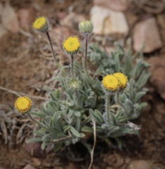 Erigeron aphanactis congestus