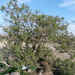 Juniperus procera - Photo (c) Miguel A. Casado, algunos derechos reservados (CC BY-NC), subido por Miguel A. Casado