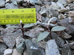 Claytonia peirsonii peirsonii