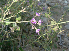 Commicarpus grandiflorus