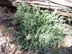 Phacelia egena
