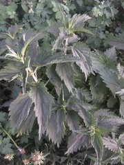 Urtica dioica