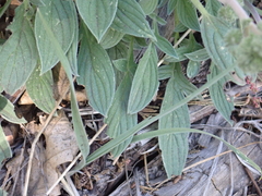 Phacelia egena