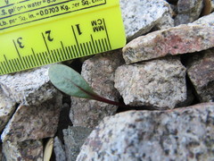 Claytonia peirsonii peirsonii
