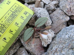 Claytonia peirsonii peirsonii