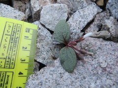 Claytonia peirsonii peirsonii