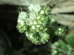 Phacelia egena