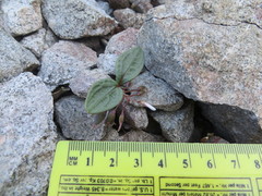 Claytonia peirsonii peirsonii