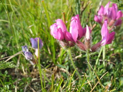 Oxytropis setosa