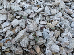Claytonia peirsonii peirsonii