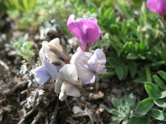 Oxytropis setosa
