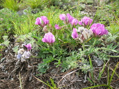 Oxytropis setosa
