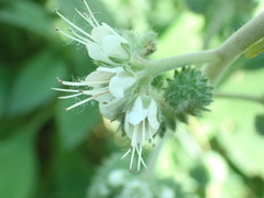 Phacelia egena