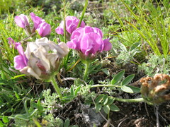 Oxytropis setosa