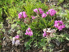 Oxytropis setosa