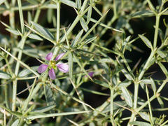 Zygophyllum indicum