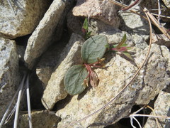 Claytonia peirsonii peirsonii