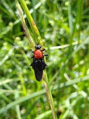 Clitellaria ephippium