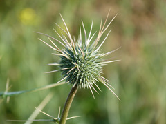 Echinops polyceras