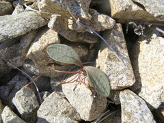 Claytonia peirsonii peirsonii