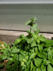 Lamium amplexicaule