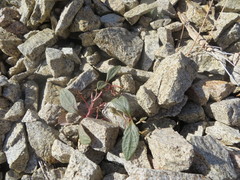 Claytonia peirsonii peirsonii