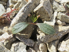 Claytonia peirsonii peirsonii