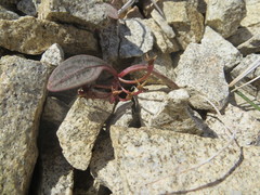 Claytonia peirsonii peirsonii