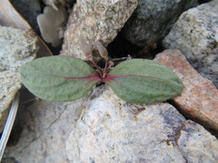 Claytonia peirsonii peirsonii