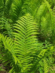 Matteuccia struthiopteris