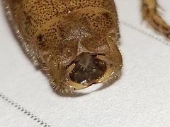 Belocephalus subapterus