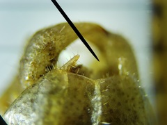 Belocephalus subapterus