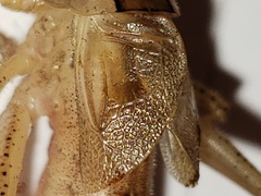 Belocephalus subapterus