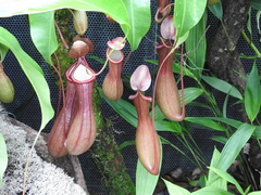 Nepenthes alata × ventricosa