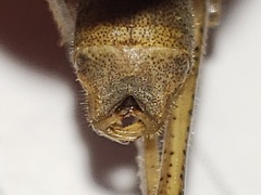 Belocephalus subapterus