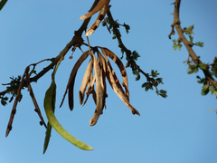 Vachellia gerrardii