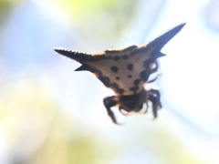 Acrosomoides acrosomoides