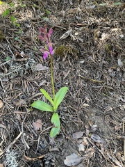 Orchis spitzelii